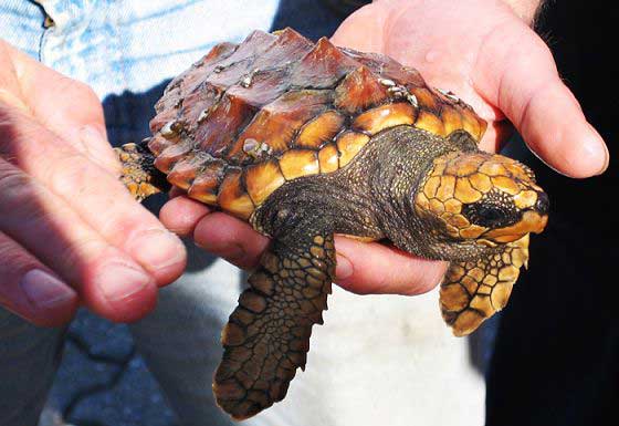 Loggerhead turtle